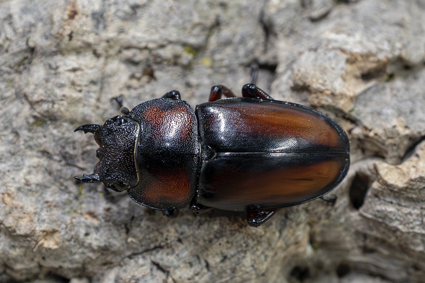 昆虫標本 良型ミラビリスダイコクコガネ 大型ペア 昆虫標本 良型ミラビリスダイコクコガネ 大型ペア