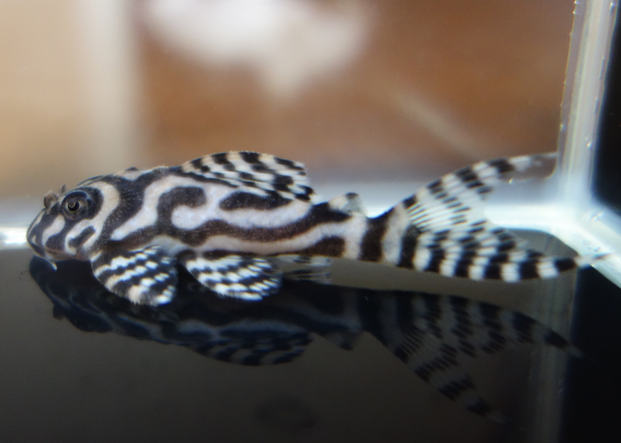 クリックで画像を表示