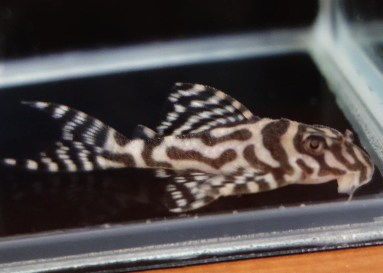 クリックで画像を表示