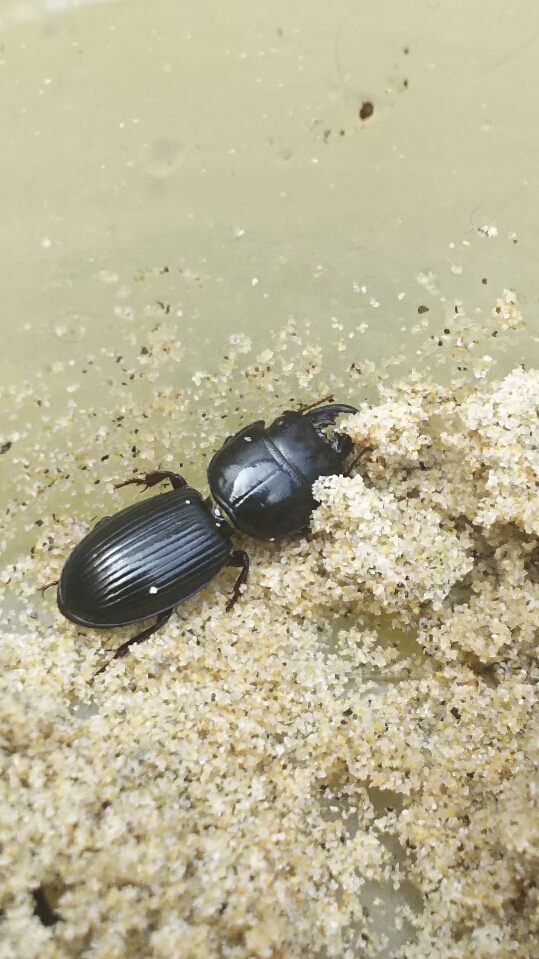 ベトナム産 ヒョウタンゴミムシセット 38-44mm 【公式通販】