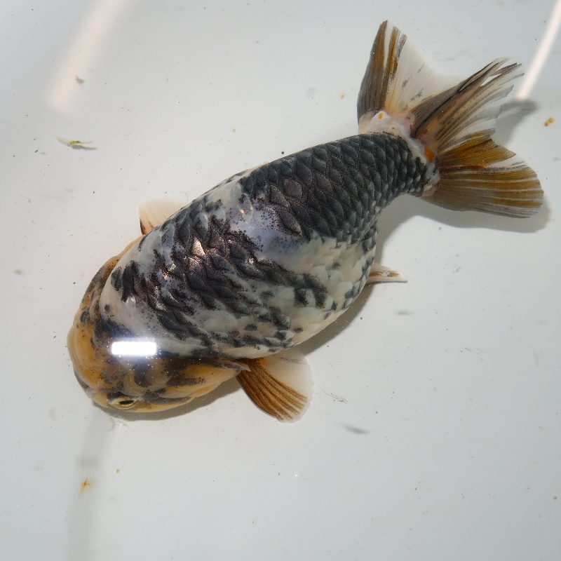 中国産 プラチナ水墨らんちゅう L （３）サイズ大き目 | フルタニ金魚倶楽部