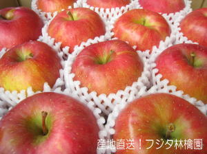 おまかせ！FRESH APPLE 5.5kg 栄光 | 津軽鬼りんご フジタ林檎園