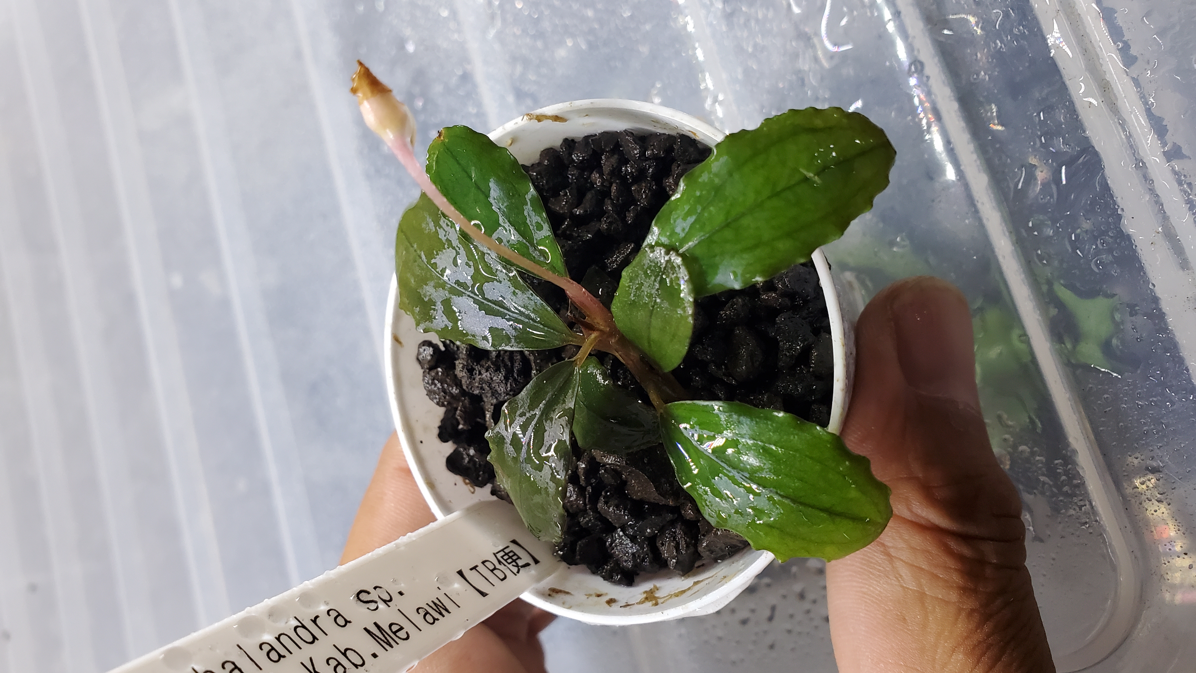 Bucephalandra sp. Sokan1 Kab.Melawi【TB】 Bucephalandra sp.Syan1 Kab Melawi【TB】 | アクアリウムショップ