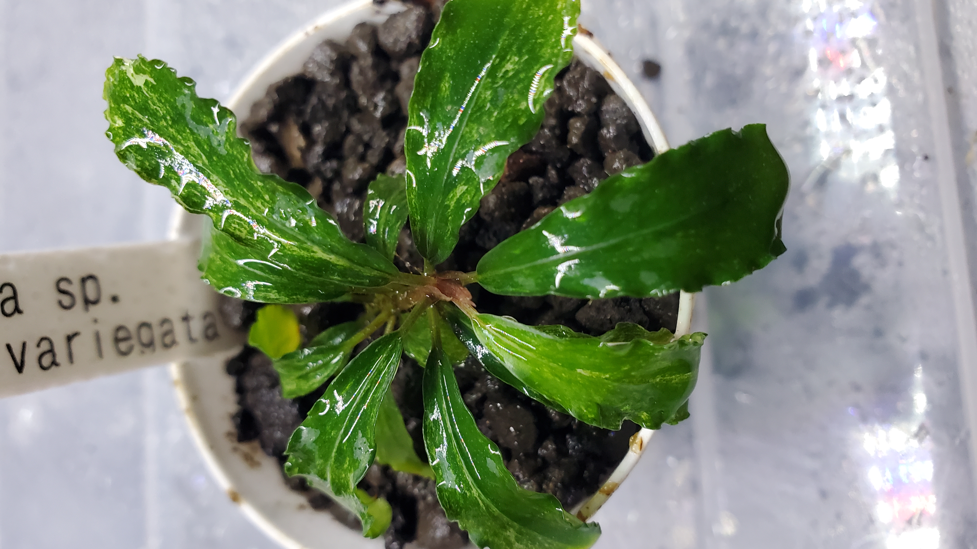 Bucephalandra sp. 
