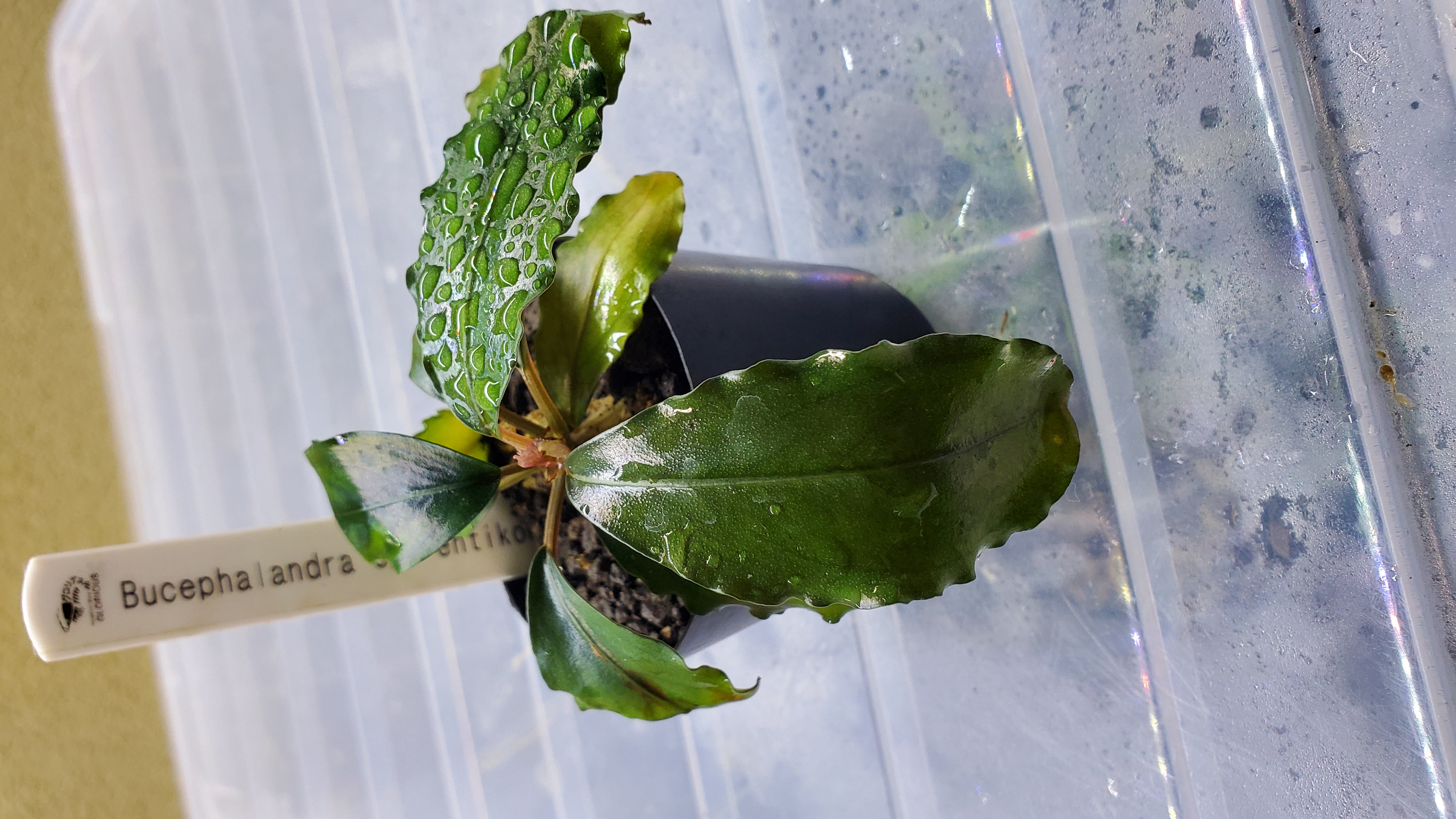 Bucephalandra sp. Entikong | アクアリウムショップグロリアス