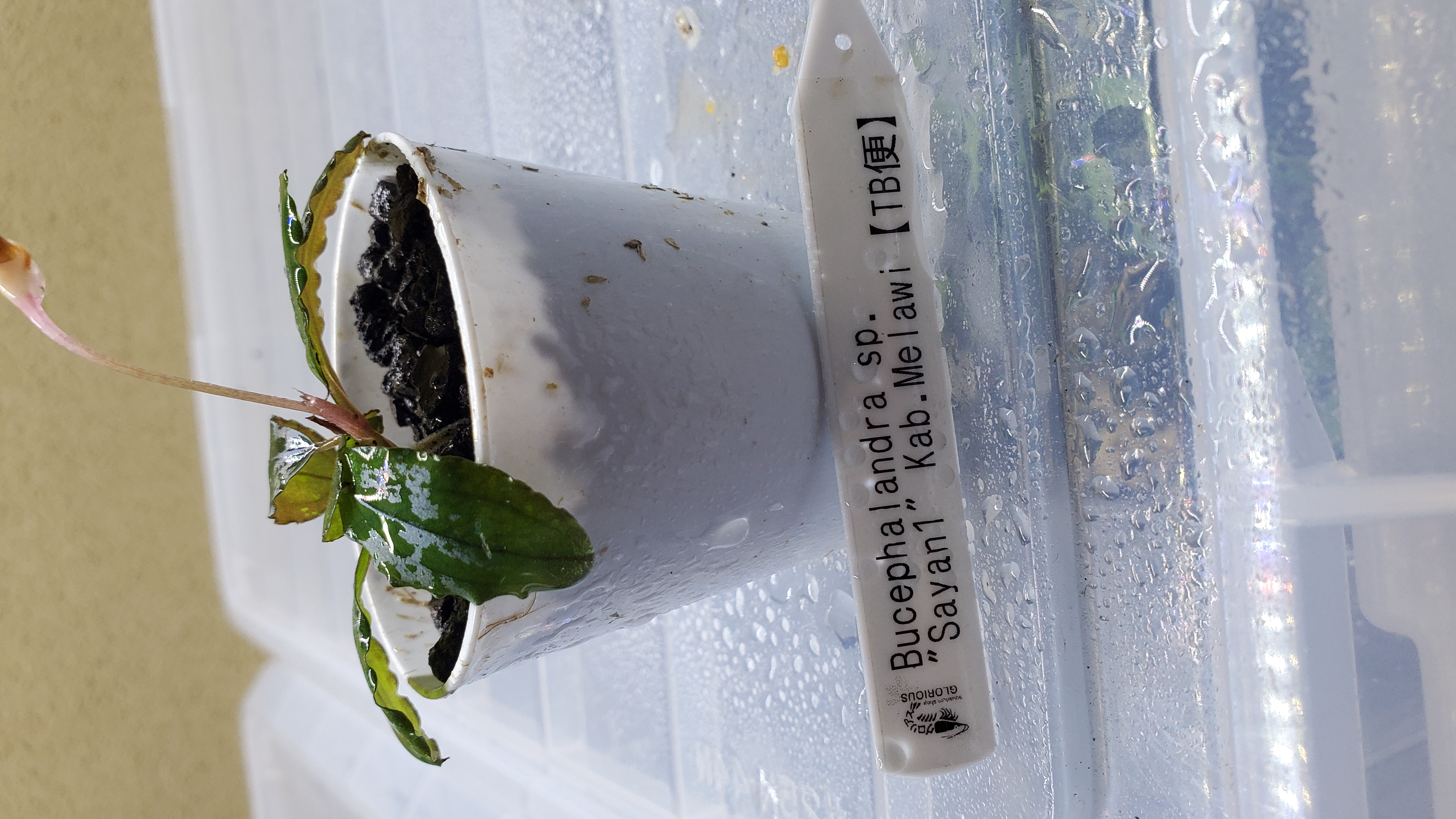 Bucephalandra sp.Syan1 Kab Melawi【TB】 | アクアリウムショップ