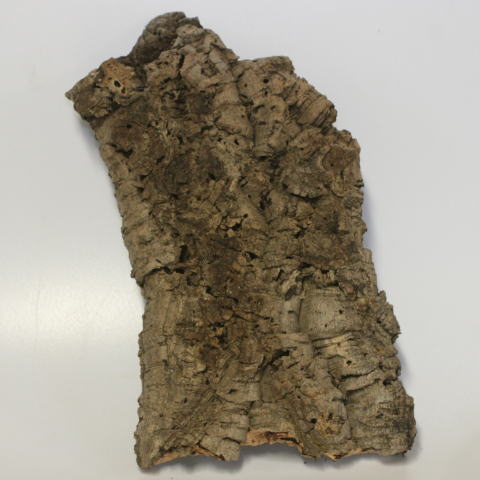 コルクバーク Mサイズ | 爬虫類倶楽部