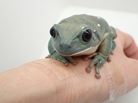 メキシコフトアマガエル | 爬虫類倶楽部