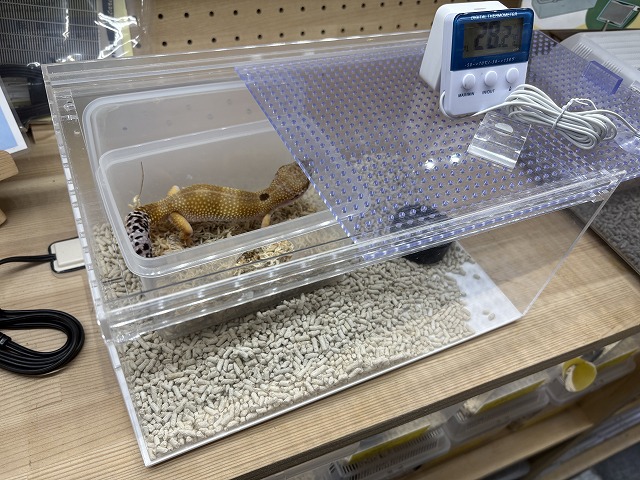レオパードゲッコー飼育セット【アクリルセット】『パネルヒーター付き』(大宮店仕様 レオパードゲッコー飼育セット【アクリルセット】『パネルヒーター付き』(大宮店仕様