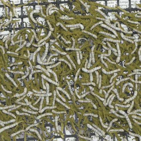 カイコの餌 シルクメイト500g | 爬虫類倶楽部