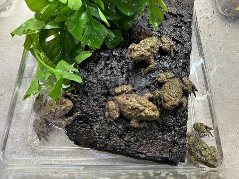 炭化コルク 〔600×450〕mm | 爬虫類倶楽部