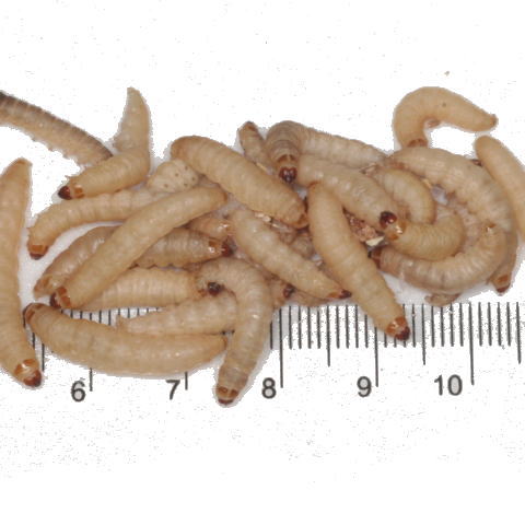 ハニーワーム MIXｻｲｽﾞ6Pセット 【約180匹】〕 | 爬虫類倶楽部