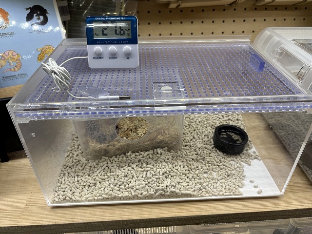 ﾚｵﾊﾟｰﾄﾞｹﾞｯｺｰ飼育ｾｯﾄ【ｱｸﾘﾙｾｯﾄ】『ﾊﾟﾈﾙﾋｰﾀｰ付き』（大宮店仕様