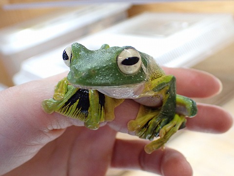 クロマクトビガエル | 爬虫類倶楽部