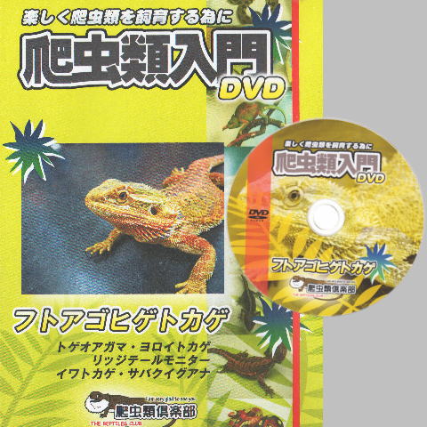 爬虫類入門ＤＶＤ 【フトアゴヒゲトカゲ】 | 爬虫類倶楽部