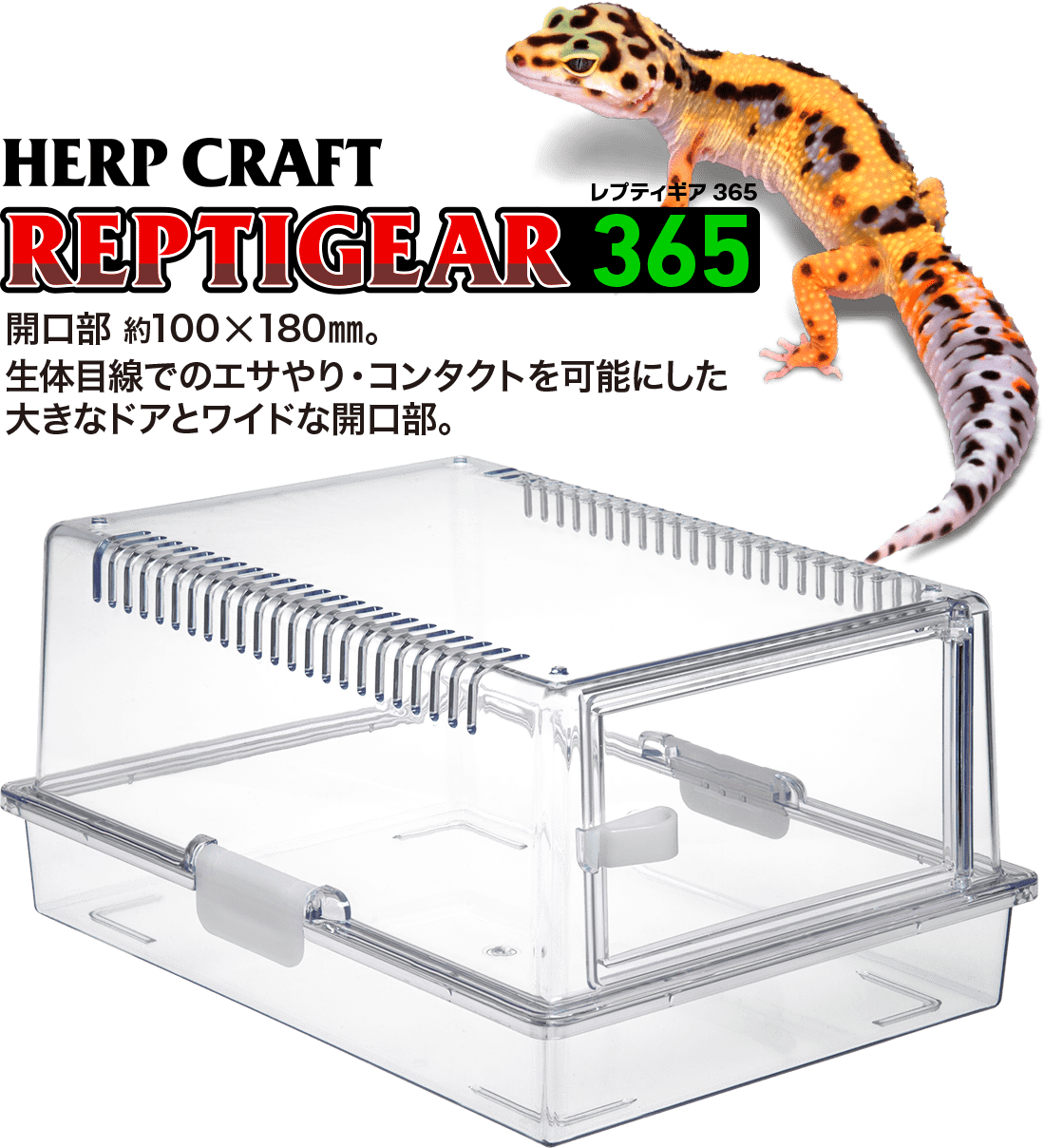 レプティギア365 | 爬虫類倶楽部