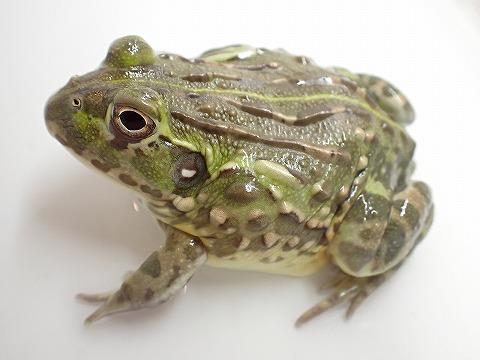 アフリカウシガエル | 爬虫類倶楽部