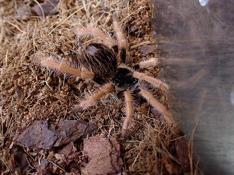 コロンビアジャイアントタランチュラ | 爬虫類倶楽部