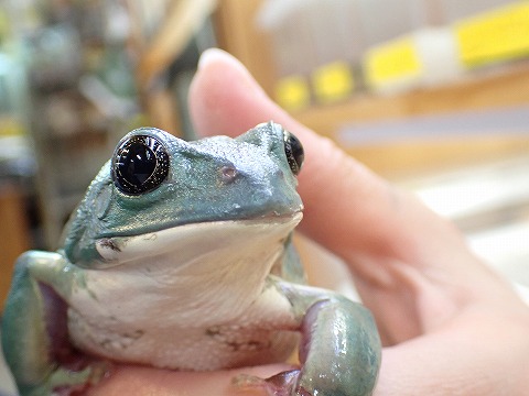 メキシコフトアマガエル | 爬虫類倶楽部