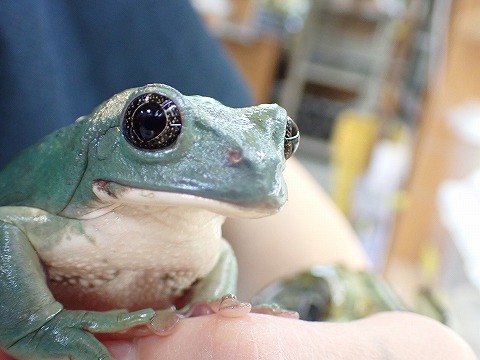 メキシコフトアマガエル | 爬虫類倶楽部