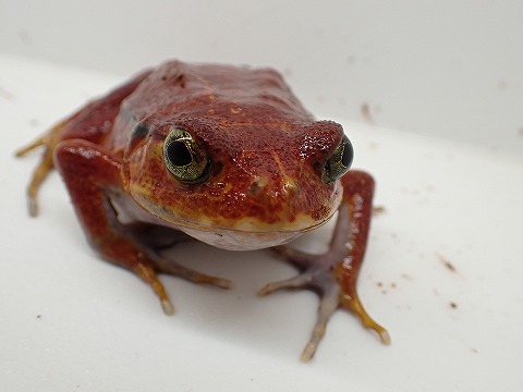 サビトマトガエル“レッド” “Ｌサイズ” | 爬虫類倶楽部