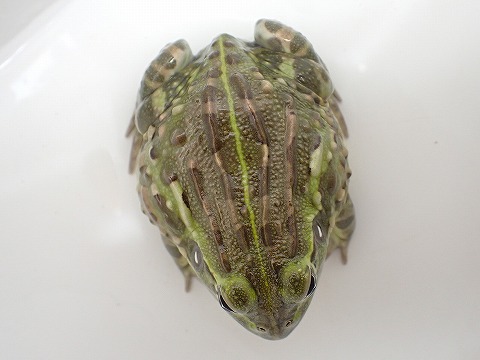 アフリカウシガエル | 爬虫類倶楽部