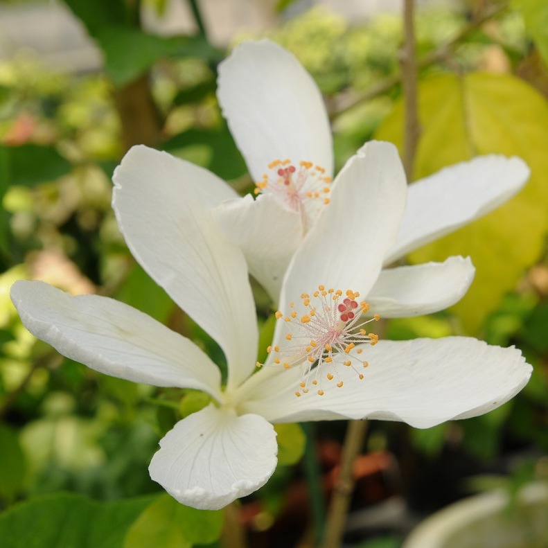 希少 沖縄 極小ハイビスカスの種、苗木、挿木苗 - 植物/観葉植物