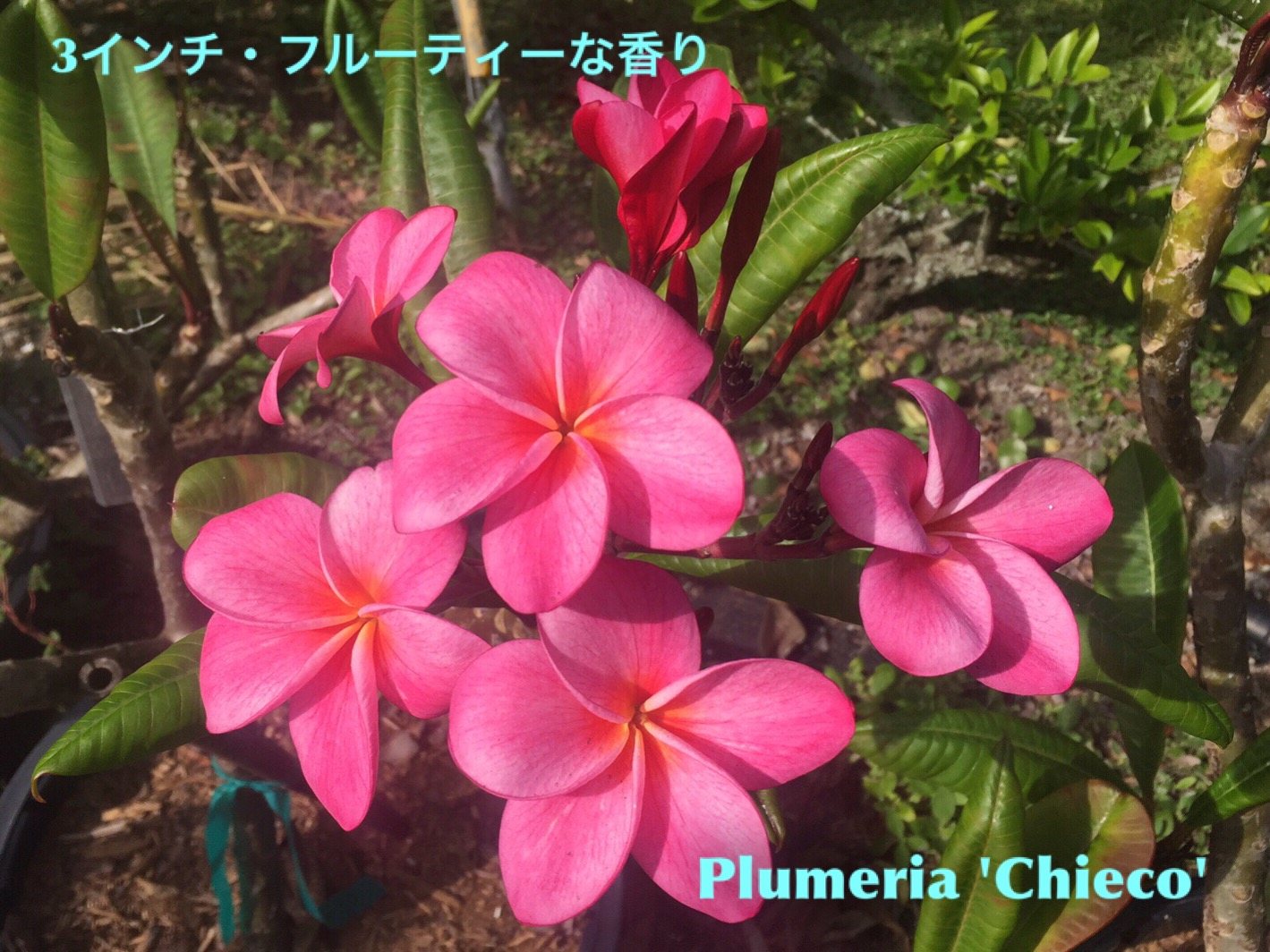 プルメリア苗木 「Indonesian Violet」 - 植物/観葉植物