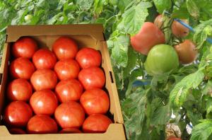 有機ＪＡＳ認定を受けた、自社栽培のトマトで作っています。