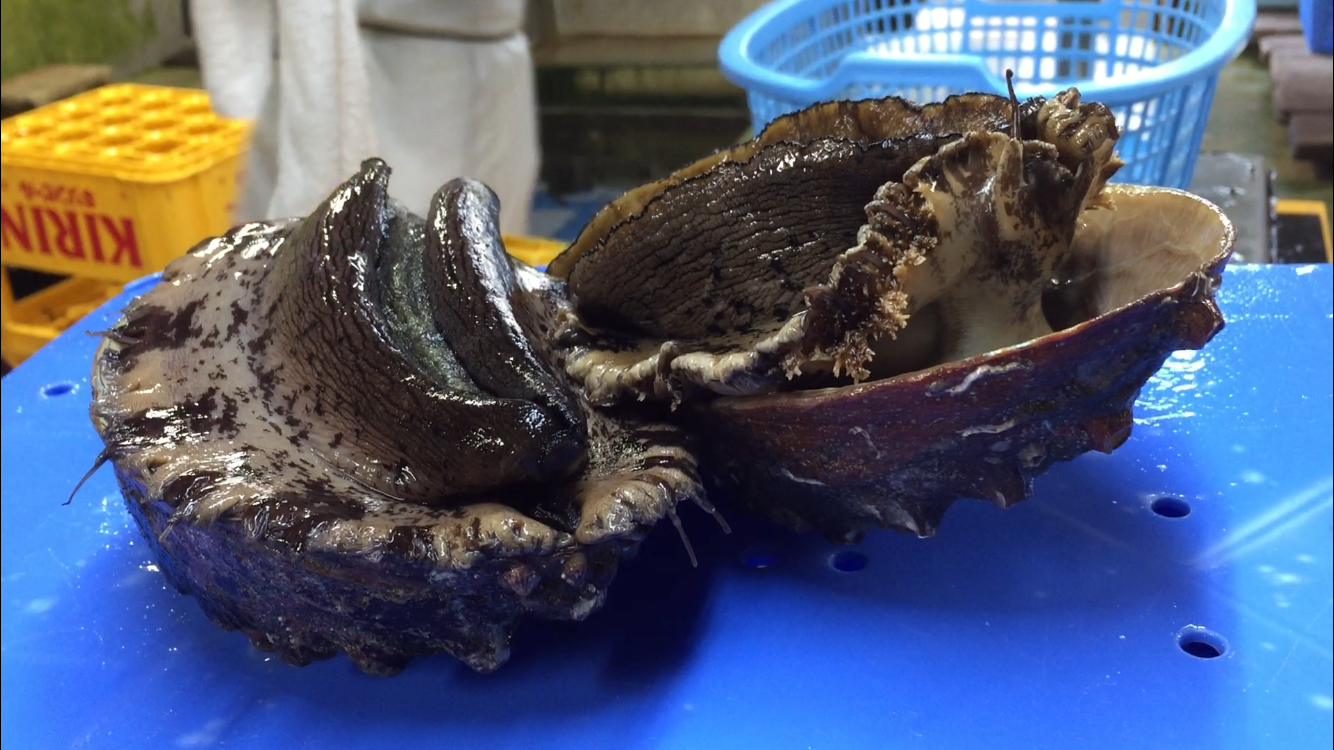 国産・天然 冷凍黒あわび （2.0kg） Oｎ ｔｈｅ ｏｃｅａｎ （有）丸大水産