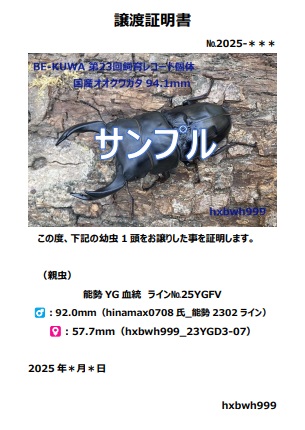 ♂94.3mm同腹兄弟♂92.0mm直仔】能勢YG血統 初・2令幼虫 1頭