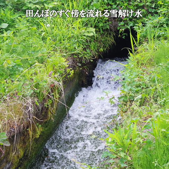 令和7年南魚沼産コシヒカリ玄米10kg | 志田農園南魚沼産