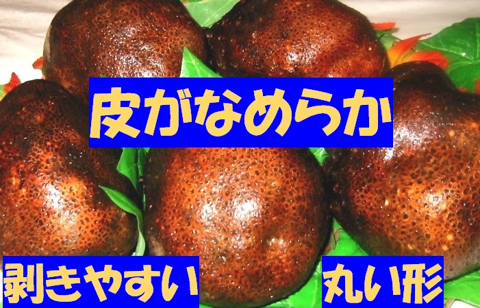 青森産 丸いも 小玉 2kg 種芋 タネイモ つくね芋 山芋 とろろ