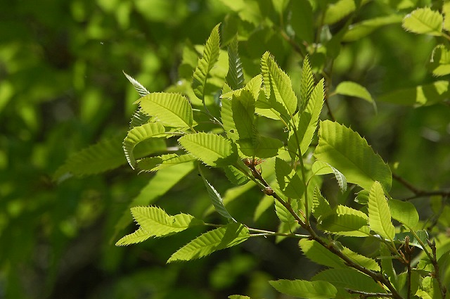 クヌギ 種子5粒 | 樹木種子販売 盆栽用種子販売 工房 若草 2024年は11