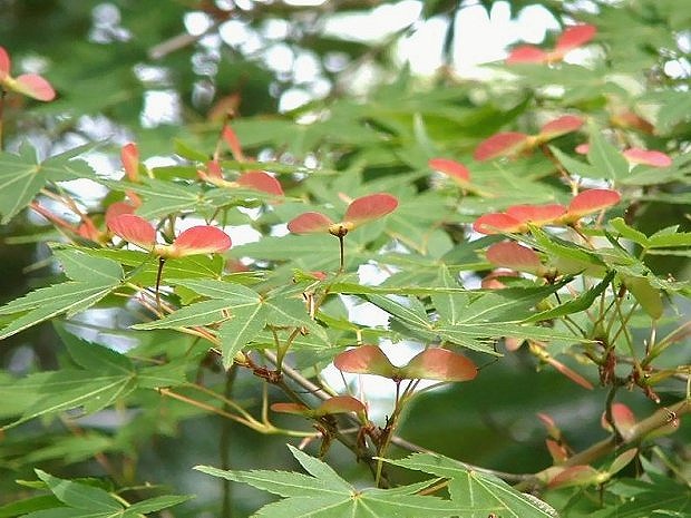 もみじの種 500個 24年紅葉の種 イロハモミジ 紅葉 モミジの種