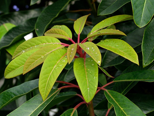 ユズリハ 種子10粒 | 樹木種子販売 盆栽用種子販売 工房 若草 2024年