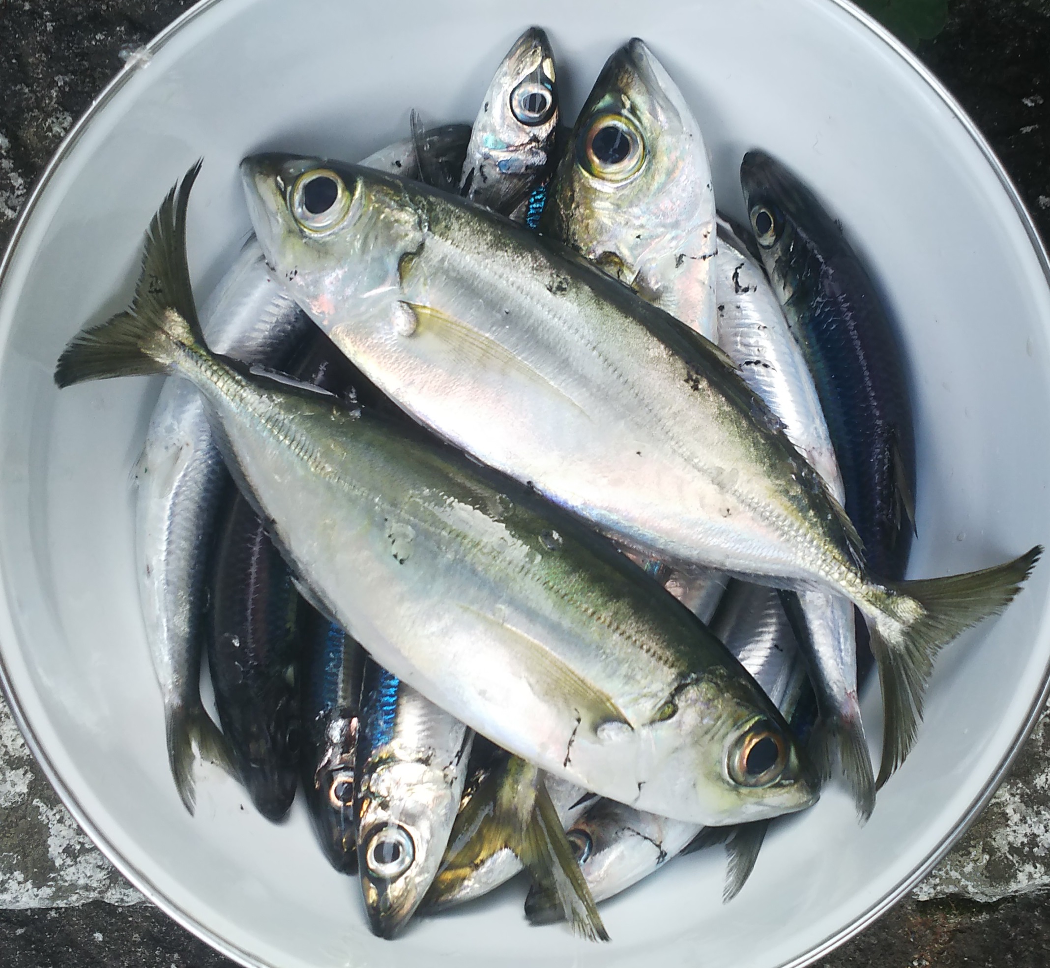 眼鯵のあぶり（ドンパコ） 1～2尾 | 梶賀のあぶり（梶賀