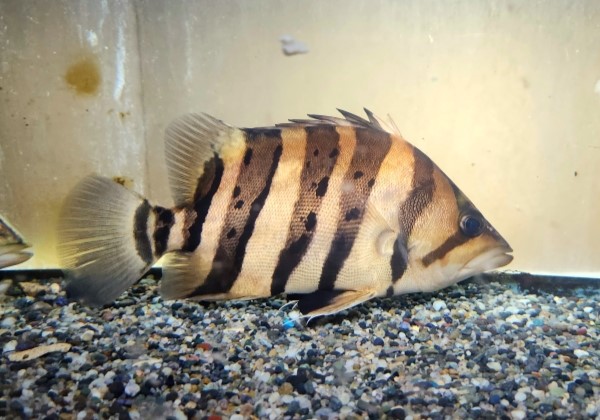 ダトニオ カプアスタイガー約25cm！