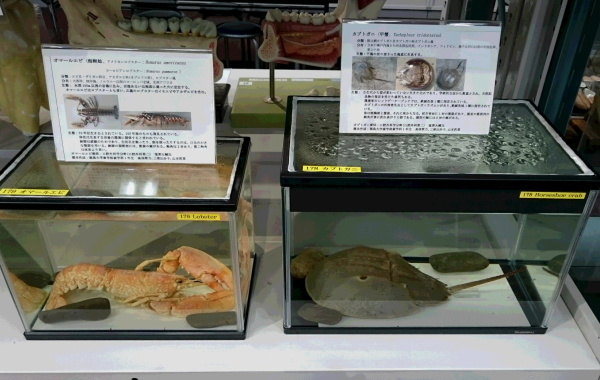 早紀　中粒　観賞・資料用 長崎県産『極早生みかん』初売り展示会2025 - 東京青果株式会社