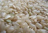 コシヒカリ　玄米　10kg