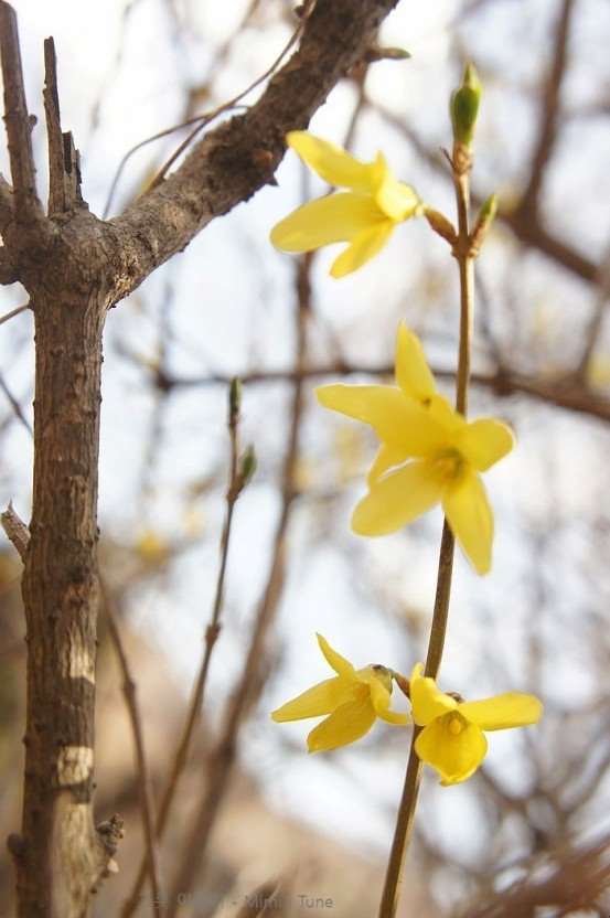 クリックで画像を表示