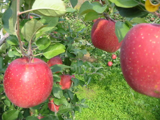 信州・佐久のりんご農家から安全安心なリンゴを産地直送いたします。