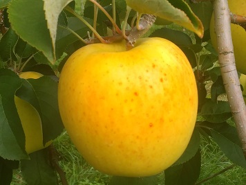 信州のりんご農家から、安全・安心なりんごを真心こめてお届けします。