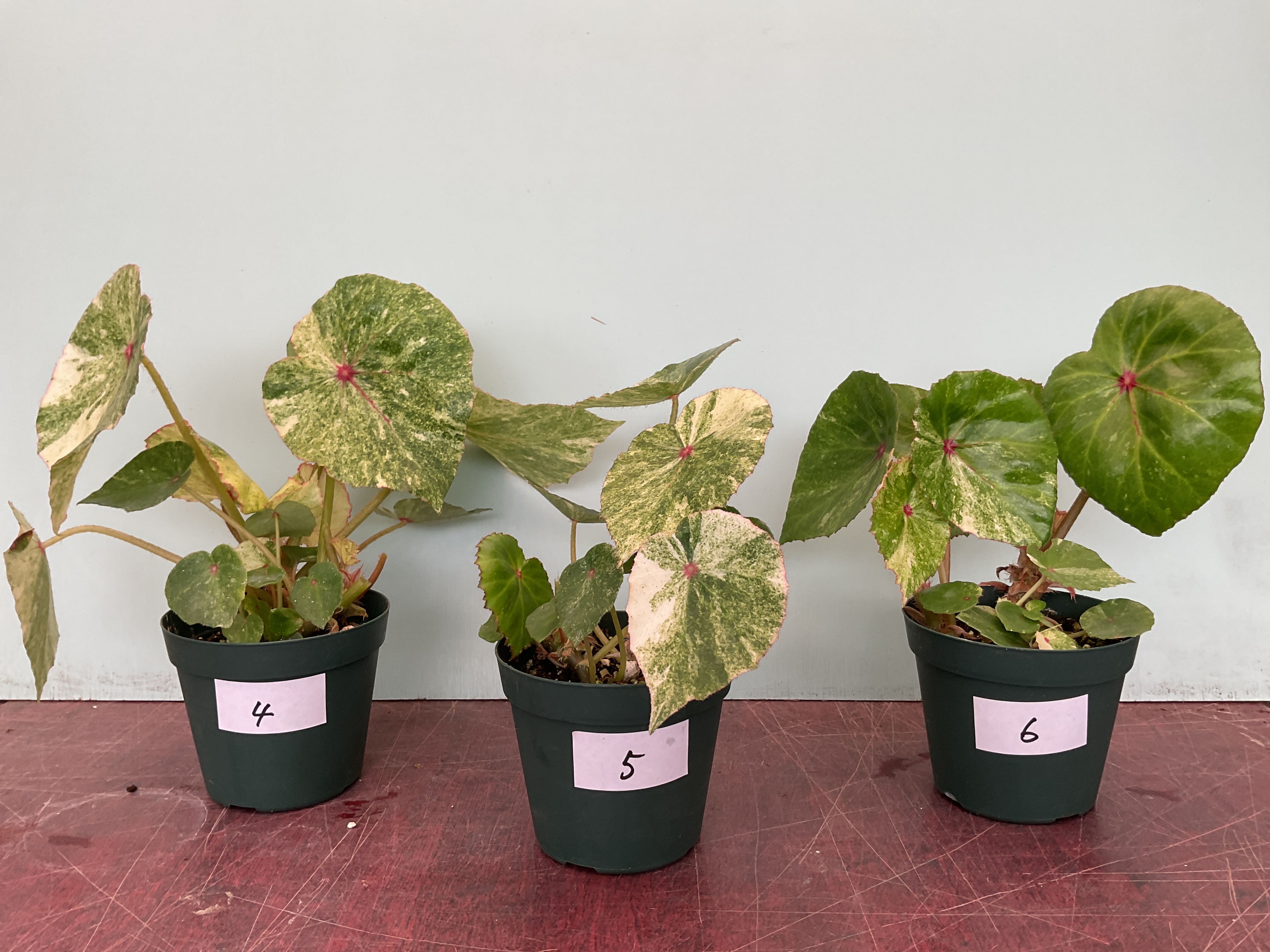 Rouge Variegated ルージュ斑入り - K's Garden