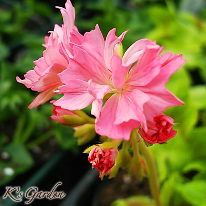 新品種！キャンディーコート／アールズコートの変わり咲き - K's Garden