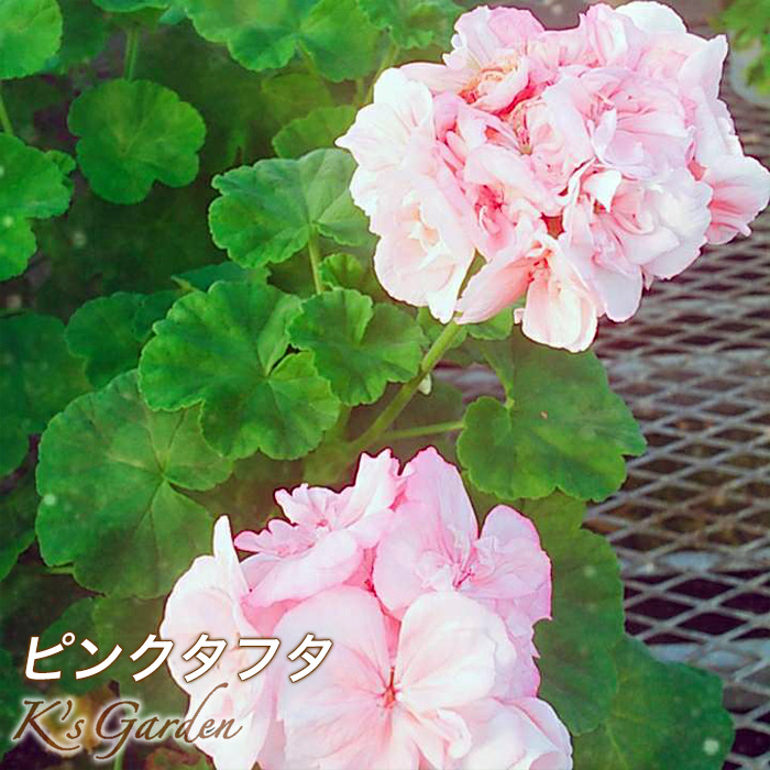 ☆ピンクタフタ - K's Garden