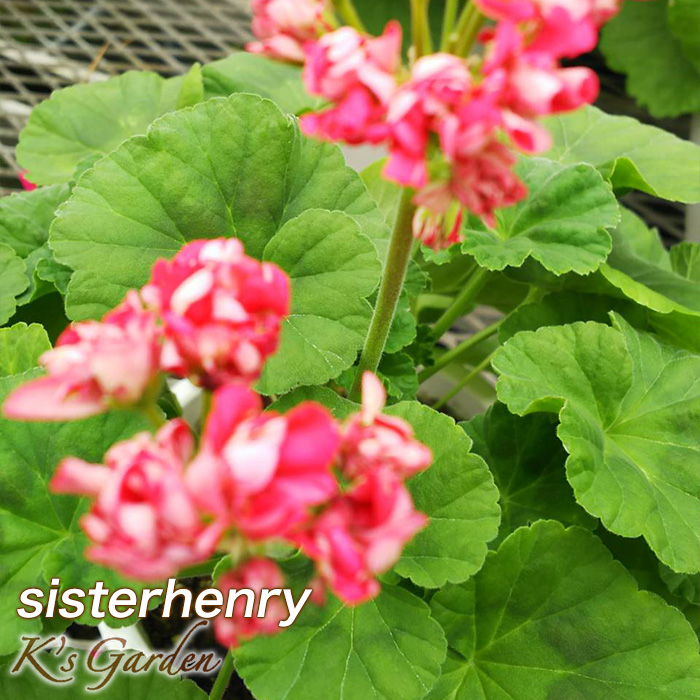 sisterhenry - K's Garden