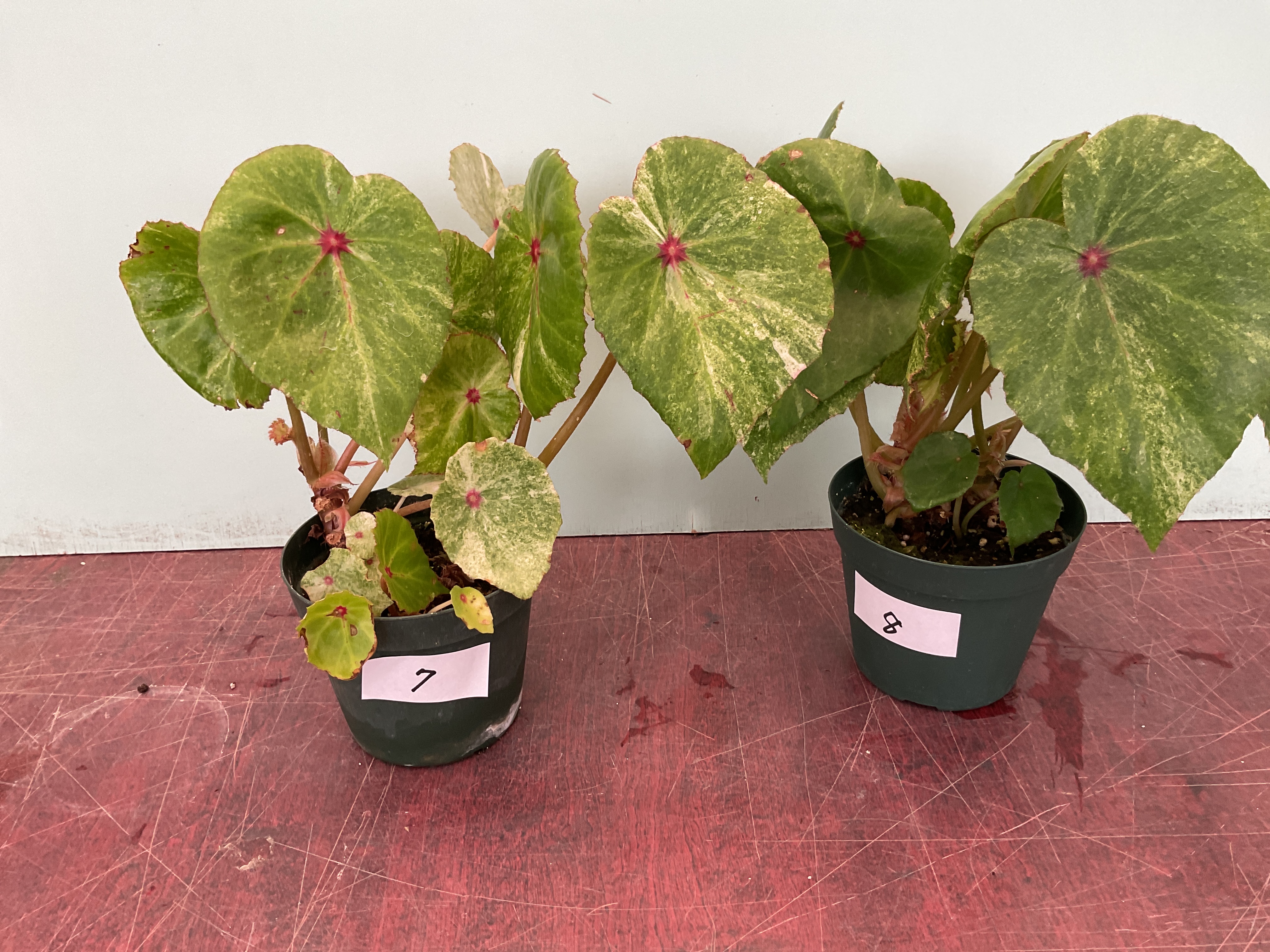 Rouge Variegated ルージュ斑入り - K's Garden