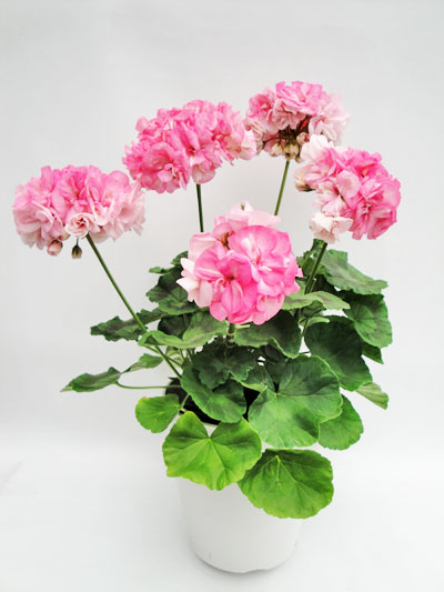 はなはなはなこ アデニウム ウワン アユタヤ鉢植え② ＋BT鉢植え-21 韓国 花シリーズ フラワー ピンク 植木鉢 おしゃれ 室内 陶器鉢