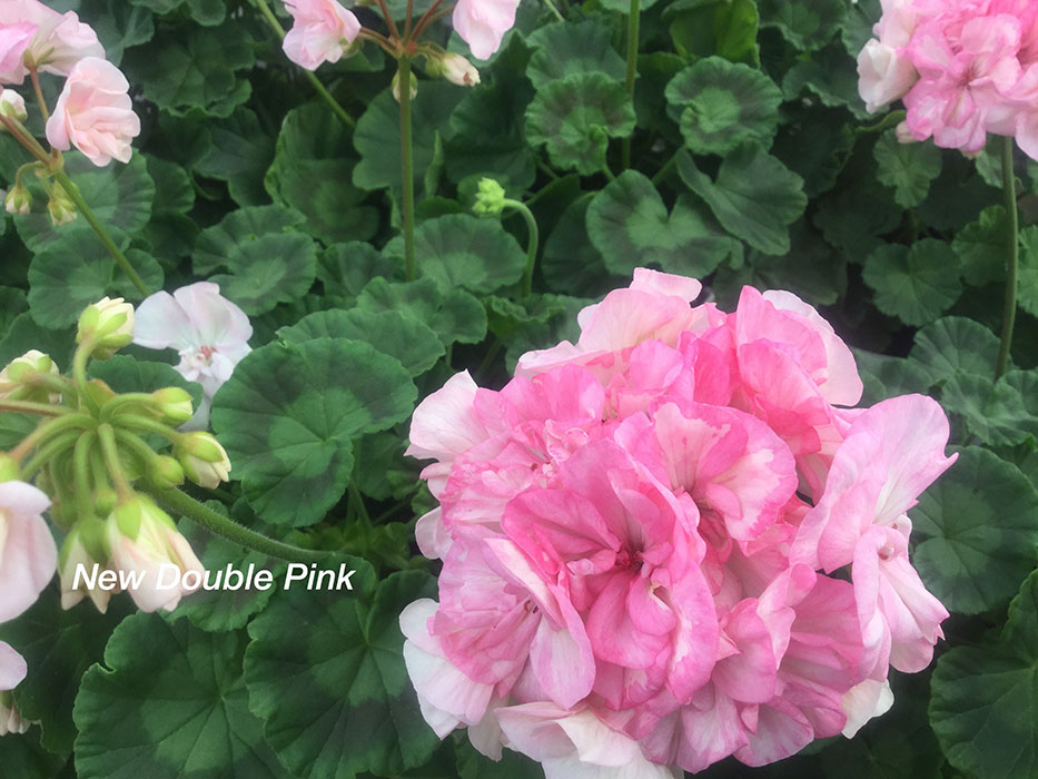 ニューダブルピンク - K's Garden